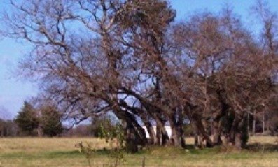 Bailey-Browning Cemetery, Camp County, Texas