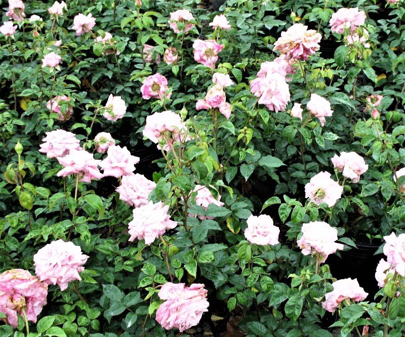 Cherokee Trace Roses, Camp County, Texas